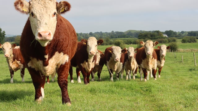 Overall decrease recorded in use of antimicrobials – WOAH