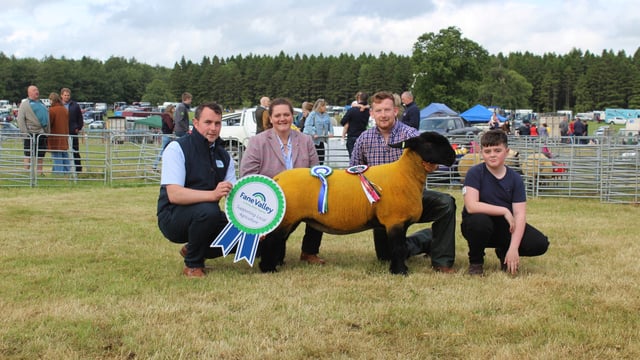 Suffolk shearling ewe makes its mark at Armagh Show