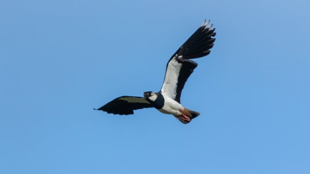 Spring crops for biodiversity – CAFRE block attracts five pairs of lapwings