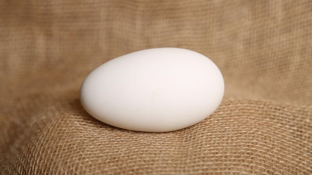 Co-op suspends purchase of Quack! eggs due to animal-welfare concerns