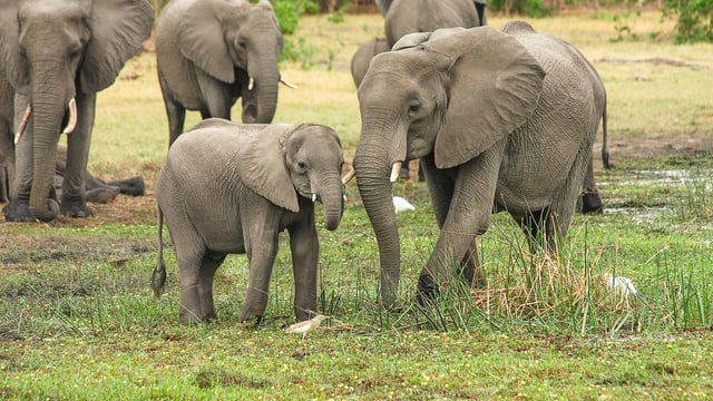 UK to introduce ban on ivory trade