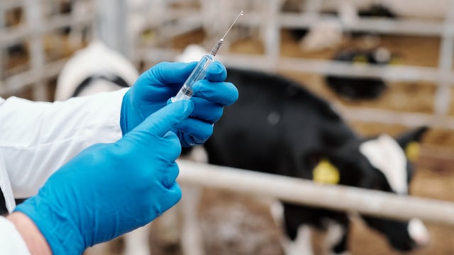 Antibiotic usage within UK agriculture continues to fall
