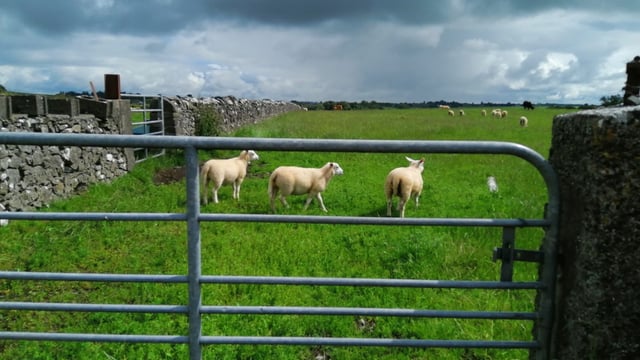 Dog attacks on livestock cost UK farmers £1.8m in 2024