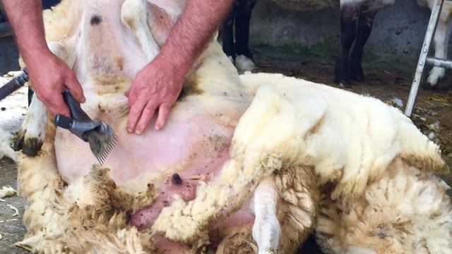 Welsh shearer aims to break solo shearing record