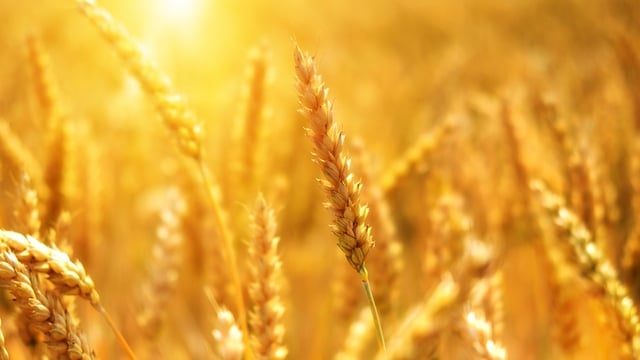 WTO pledges to support Ukraine agri-food exports