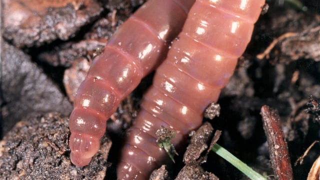 Soil monitoring – middens and earthworms