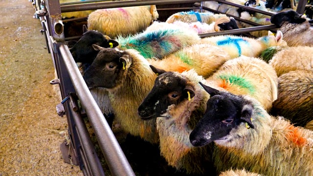 Northern sheep trade: Lamb prices come under pressure