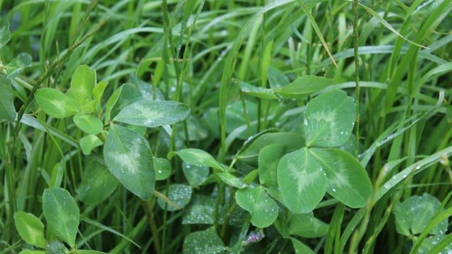 Red clover used as ‘rocket fuel’ on Antrim beef farm
