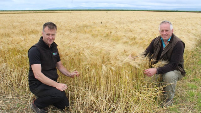 Using cattle slurry as fertiliser on growing cereal crops
