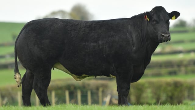 New rules see Jalex sale ‘unable to facilitate’ export of heifers to the republic