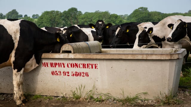 Access to water critical on dairy farms amid high temperatures