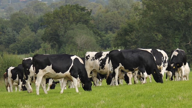 Rise in fly numbers increases risk of summer mastitis