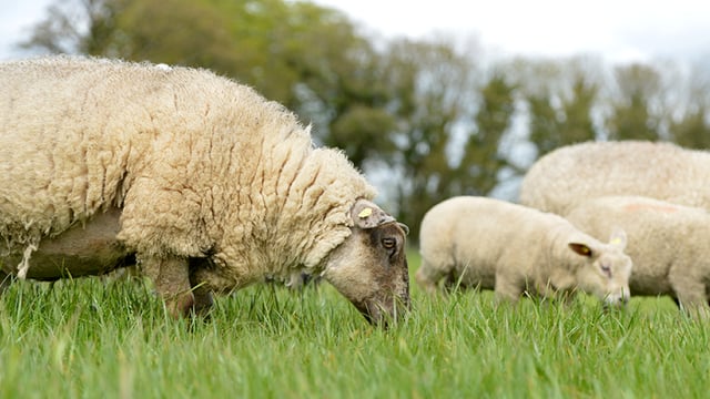 New project aims to eradicate sheep scab in Wales