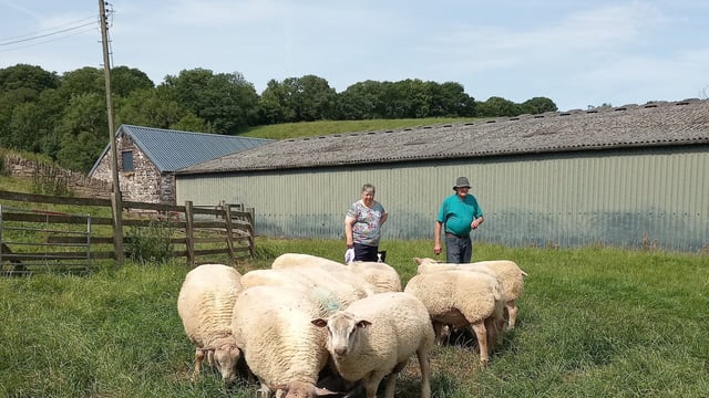 Wales and Border Ram sale to feature pedigree Charollais ewes