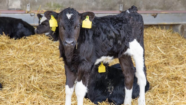 Block calving systems trend continues across GB – AHDB