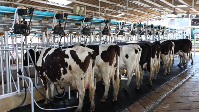 Arla’s August milk-price increase breaks 50p/L