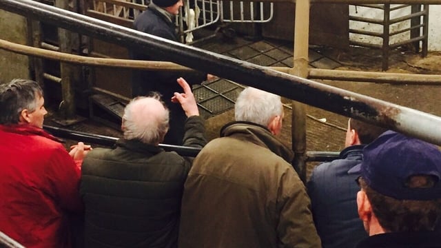 Crossmaglen Mart clamps down on unannounced anthelmintics