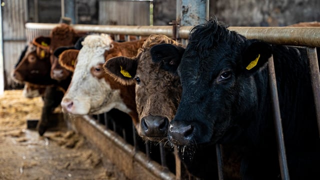 New BVD requirements for cattle exported from NI to ROI