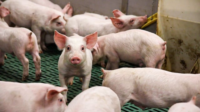 EU-spec SPP suffers a weekly loss of 0.91p