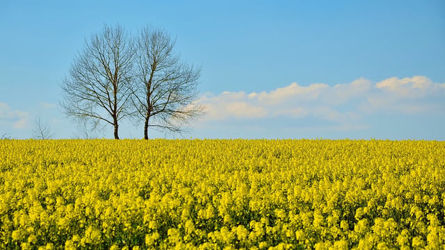 ‘Dramatic decline’ in cereals and oilseed rape planted this year – AHDB