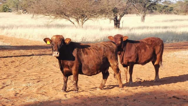Farming with Dexter cattle in the African desert