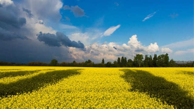 IGFA welcomes resumption of grain exports from ports in Ukraine