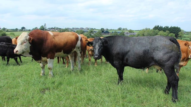 CAFRE farm walk in Enniskillen to focus on EFS