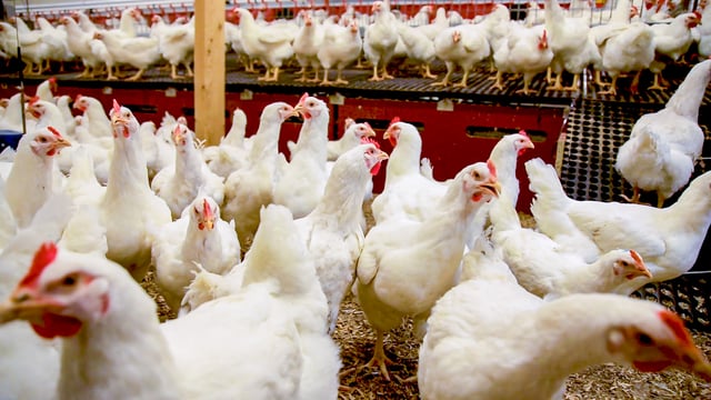 Bird flu: 2 poultry workers  test positive for virus