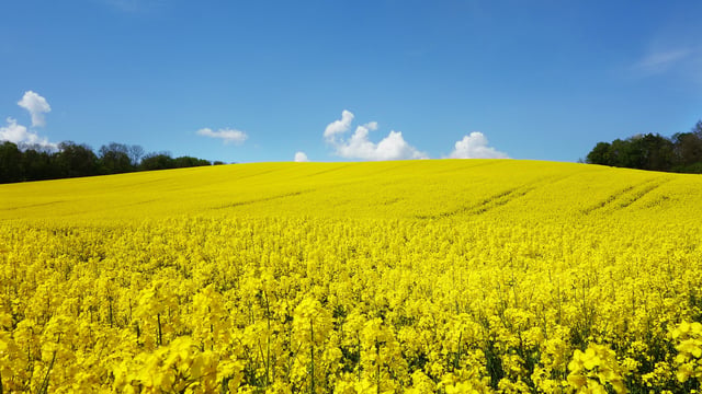 Oilseed rape not a solution to soil compaction problems