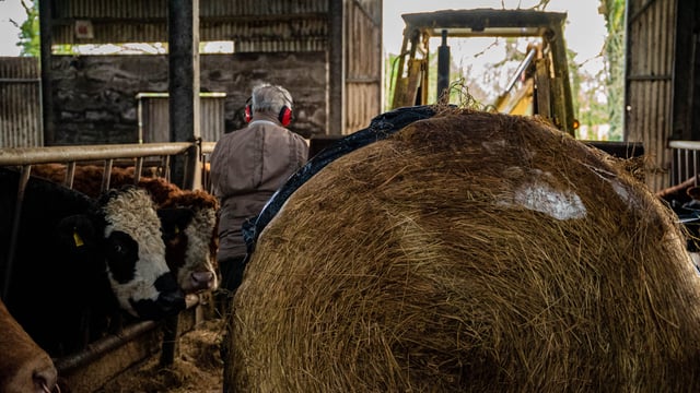 Balancing winter rations ‘crucial’ as silage results reveal pitfalls