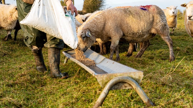 Survey launched to assess the impact of rising input costs on NI farms