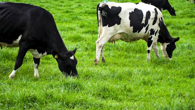 Three finalists shortlisted for Royal Dairy Innovation Award