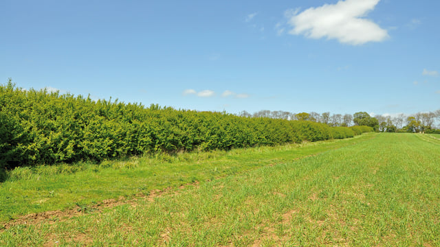 GWCT piloting Hedgerow Carbon Code on three farms