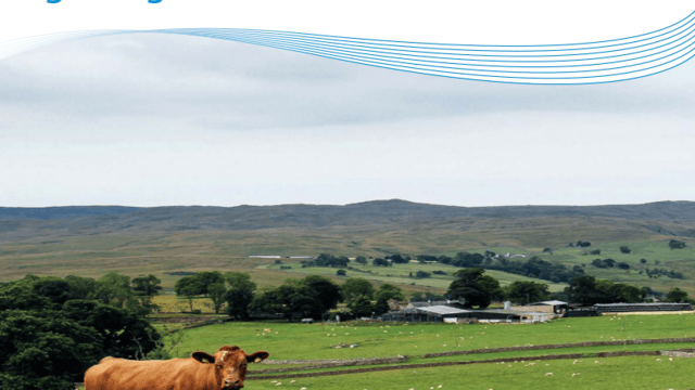 New liver fluke manual will help farmers control the disease – AHDB