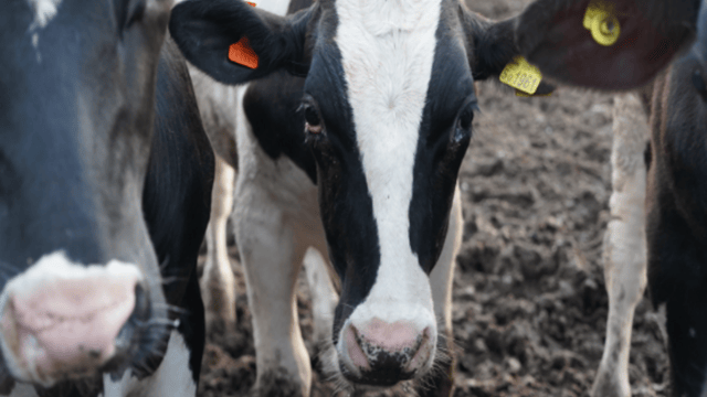 Animal activists protest at UK Dairy Day in Telford