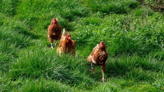 Scottish scientists devlop ways to measure bone quality in poultry