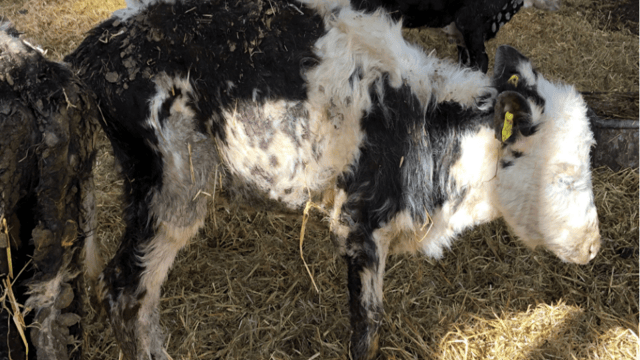 Dorset dairy farm fined £52,000 for causing unnecessary suffering