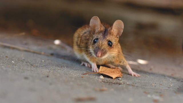 One week to go until snares and glue traps ban in Wales