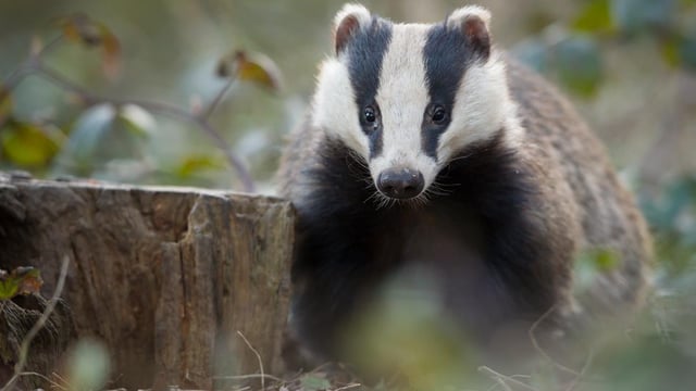 NI badger cull unlikely to take place this year