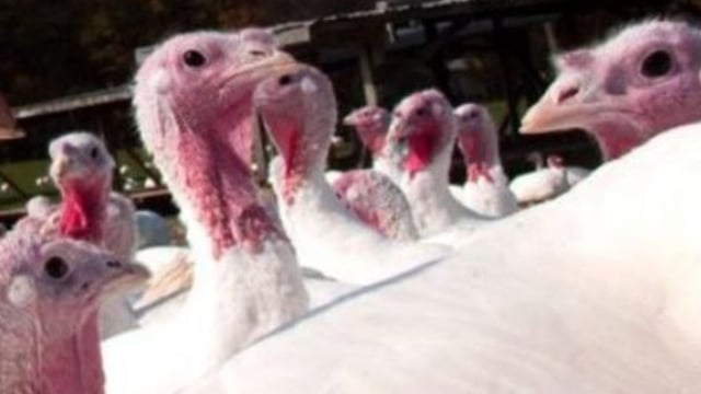 DAERA: Further control measures as bird flu confirmed in Down