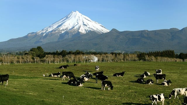 New Zealand parliament votes to end live exports by sea