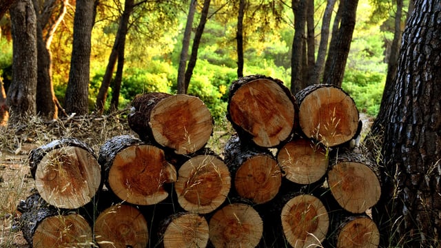 Report highlights wood as renewable substitute in a bioeconomy
