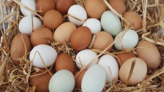 NFU encourages egg producers to share their story