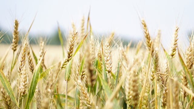 Drop in vegetable oil price index offsets higher cereal prices