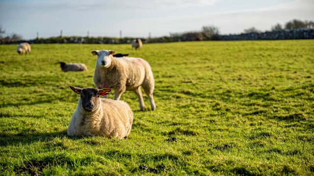 Flock owners in Northern Ireland commit to sheep scab initiative