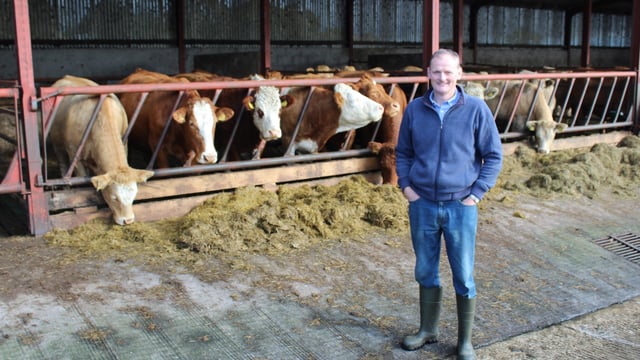 Finishing sucklers on the Fermanagh farm of UFU president