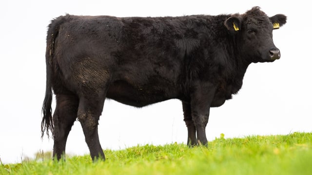 Pedigree Aberdeen Angus heifer star prize in memorial raffle