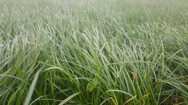 Agrisearch to invest £400k in GrassCheck programme