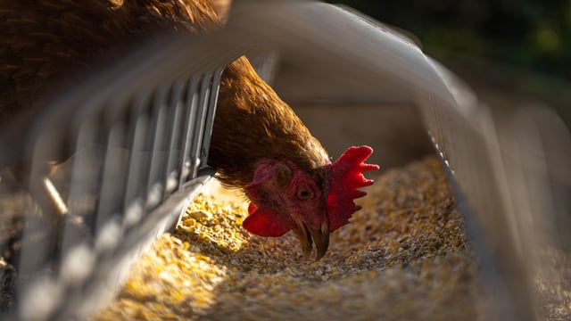 SRUC explores red seaweed as a UK chicken feed alternative