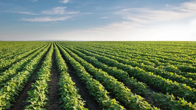 ‘Urgent action’ needed to ensure UK food security – IPPR